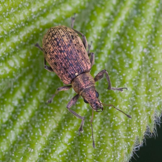 Polydrusus cervinus.jpg